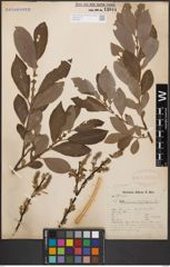 Foto von Salix cinerea L.